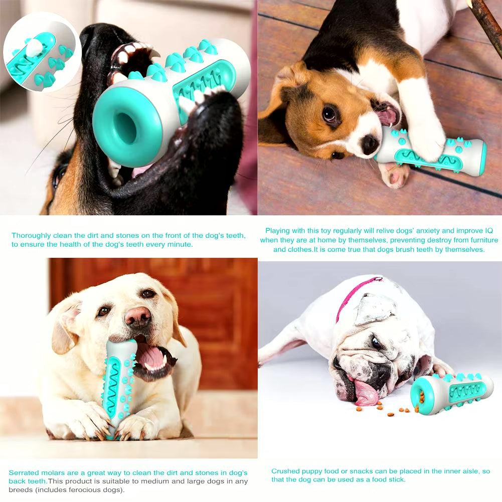 Dog Dental Health Chew Toy | Molar