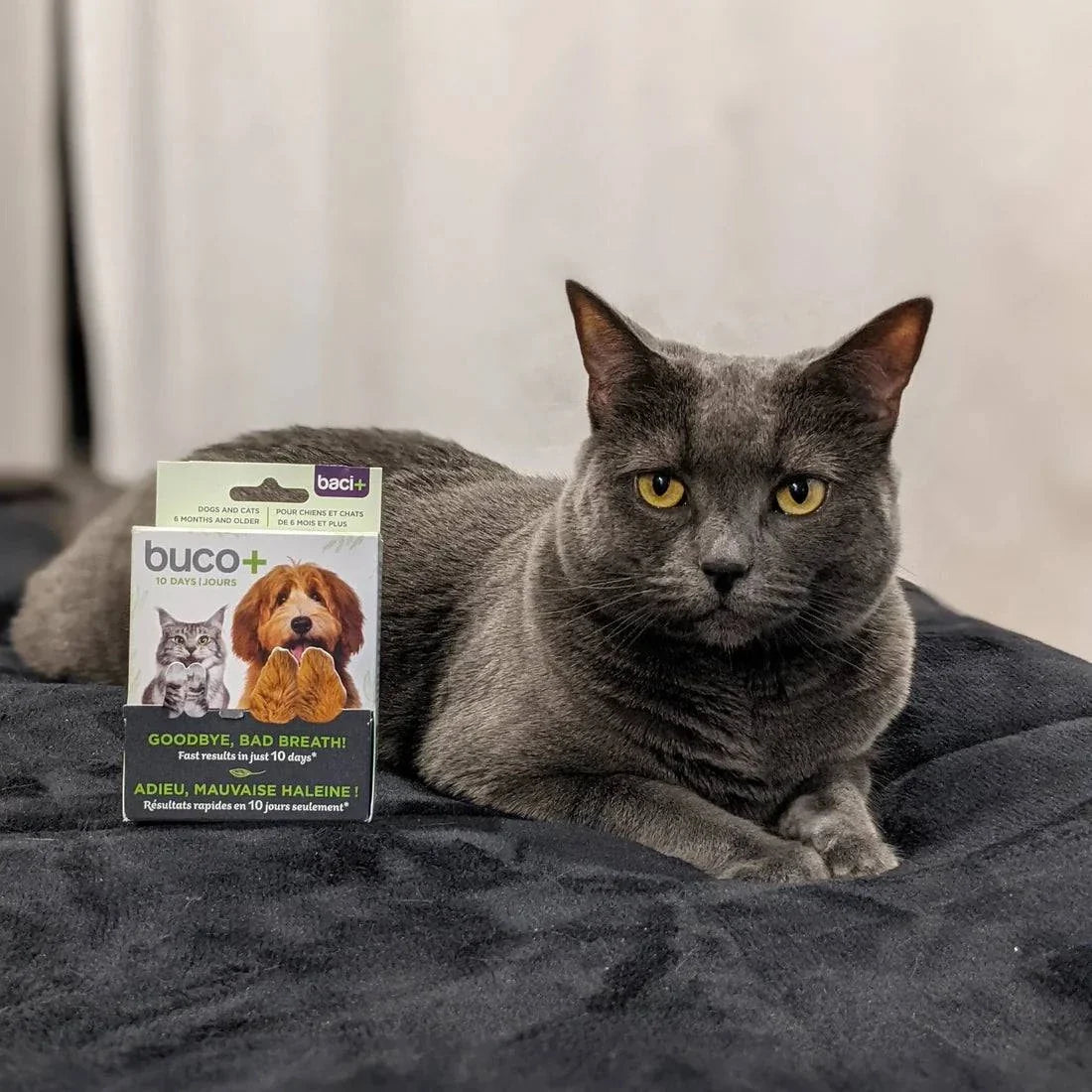 Promo Buco+ 10 Jours – Traitement Express Mauvaise Haleine pour Chiens & Chats