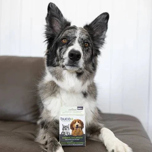Promo Buco+ 10 Jours – Traitement Express Mauvaise Haleine pour Chiens & Chats