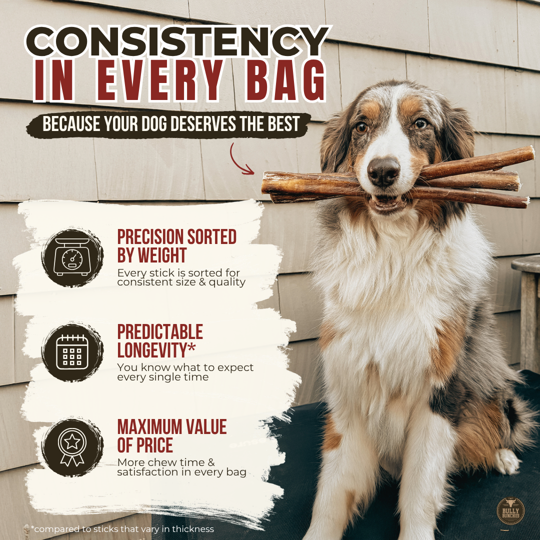 12 Inch Standard Braided Bully Stick