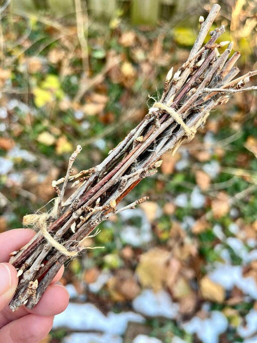 Currant & Gooseberry Twig Bundle